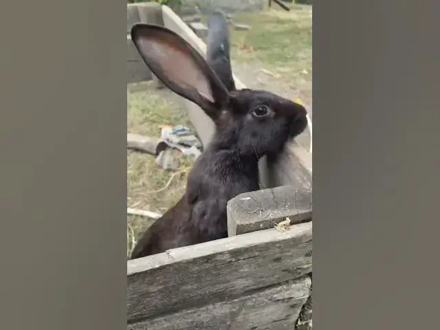'Video thumbnail for Curious rabbitπππ₯°#shorts'