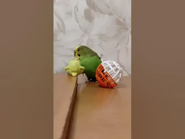'Video thumbnail for Playful budgieπππ€£#shorts'
