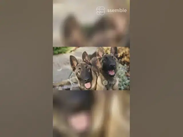 Video thumbnail for Puppy Care Guide