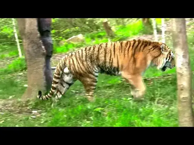 Video thumbnail for How Do Tigers Recognize Individual Family Members?