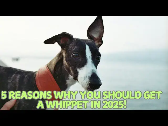 Video thumbnail for 5 Reasons Why You Should Get a Whippet in 2025! 🏃‍♂️❤️