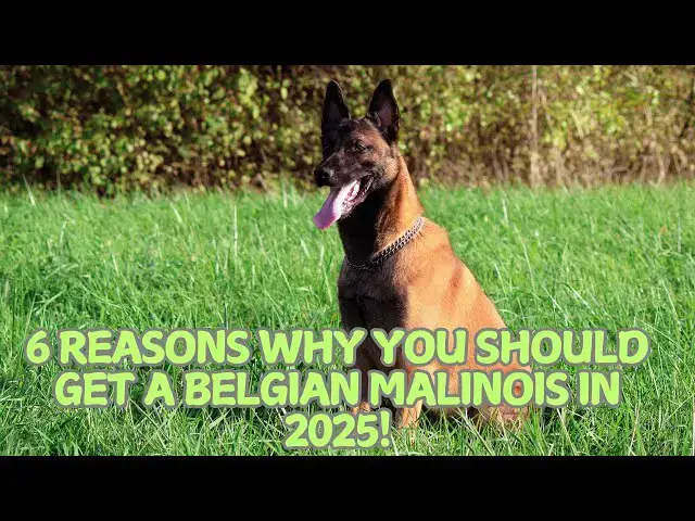 Video thumbnail for 6 Reasons Why You Should Get a Belgian Malinois in 2025! 💪