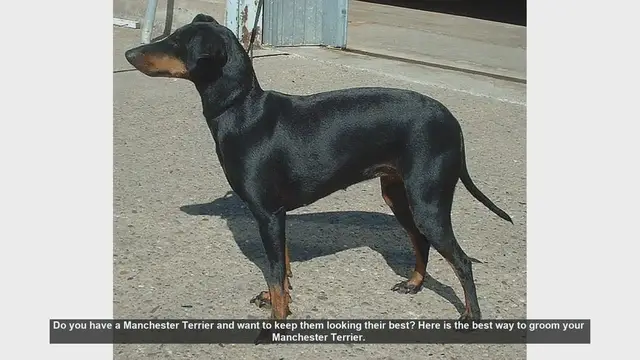 Video thumbnail for Ultimate Guide to Grooming Your Manchester Terrier