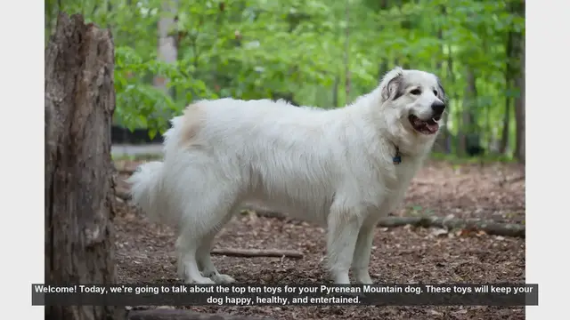 Video thumbnail for Top 10 Toys for Your Pyrenean Mountain Dog