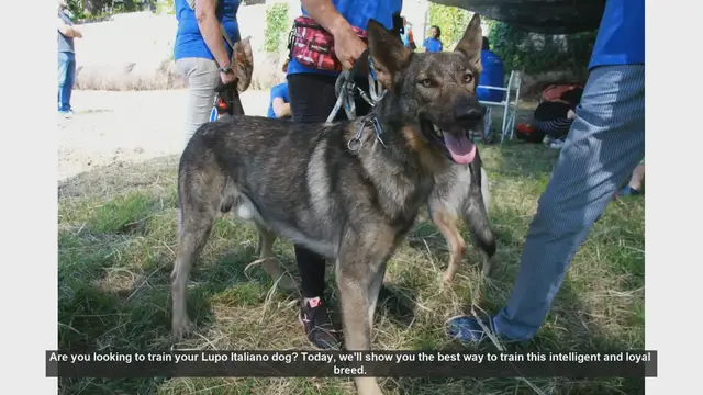 Video thumbnail for Effective Training Tips for Your Lupo Italiano Dog