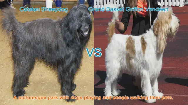 Video thumbnail for Charming Long-Hair Dog Breeds: Catalan Sheepdog vs. Grand Basset Griffon Vendéen