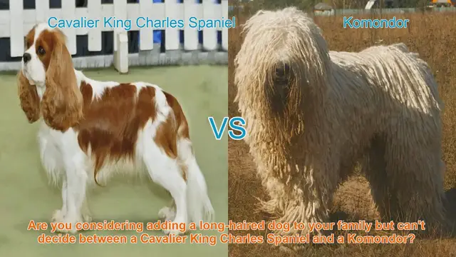 Video thumbnail for Cavalier King Charles Spaniel vs. Komondor: A Comprehensive Comparison