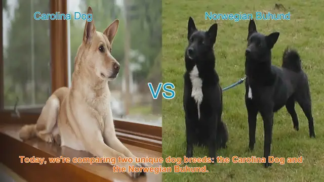 Video thumbnail for Carolina Dog vs. Norwegian Buhund: A Breed Comparison