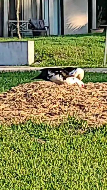 Video thumbnail for Ducks Geese and Birds