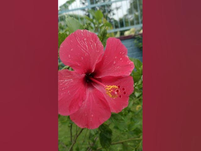 Video thumbnail for Flowers 🌺 #shrots