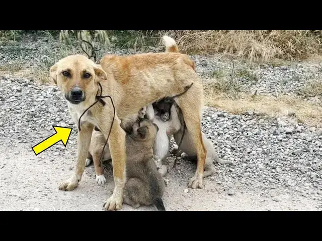 'Video thumbnail for He Saw a Stray Dog With Puppies — Then Heard Crying and Realized Something Was Terribly Wrong'