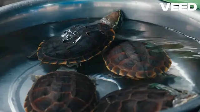 Video thumbnail for How to Set Up the Perfect Painted Turtle Tank: Easy Guide for Kids and Beginners!