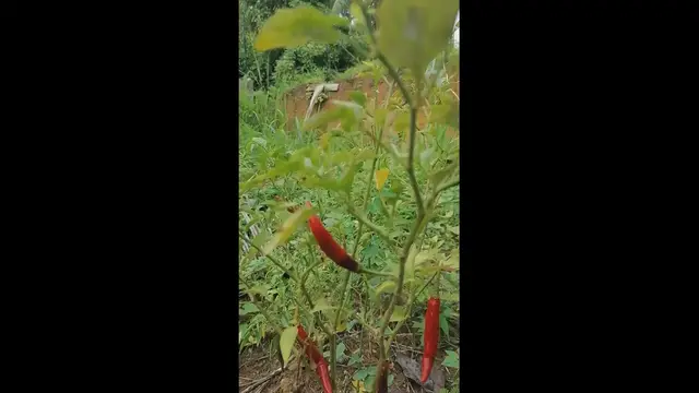 Video thumbnail for flowers