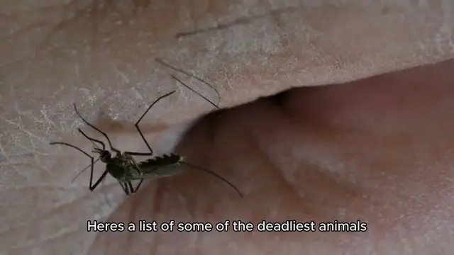Video thumbnail for Top 10 Deadliest Animals in the World