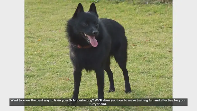 Video thumbnail for Effective Training Tips for Your Schipperke Dog