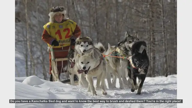 Video thumbnail for How to Brush and Deshed Your Kamchatka Sled Dog