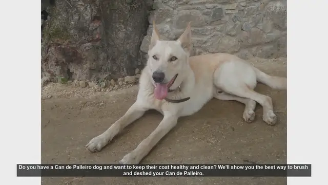 Video thumbnail for How to Brush and Deshed Your Can de Palleiro Dog
