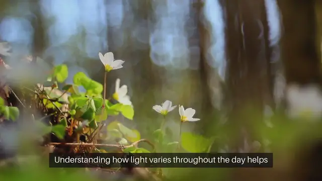 Video thumbnail for Observe Garden Light Patterns