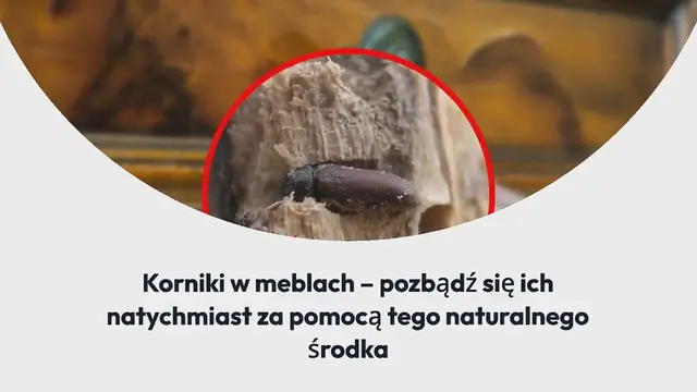 Video thumbnail for Korniki w meblach – pozbądź się ich natychmiast za pomocą tego naturalnego środka