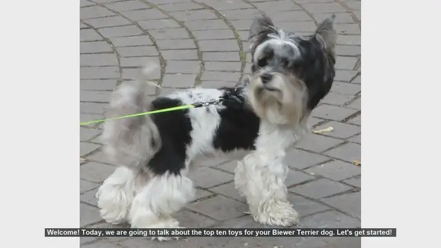 Video thumbnail for Top 10 Toys for Your Biewer Terrier: Keep Your Pup Entertained!