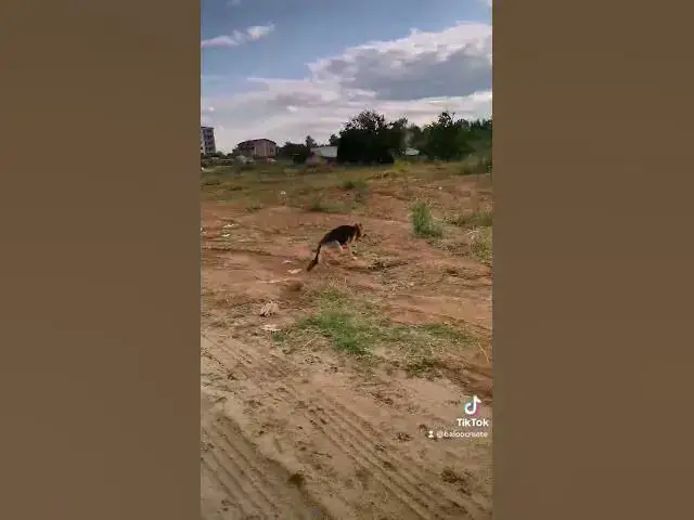 Video thumbnail for 🏃🏃‍♂️💪🎉🏂#dog #germanshepherd #happydog #love #puppy