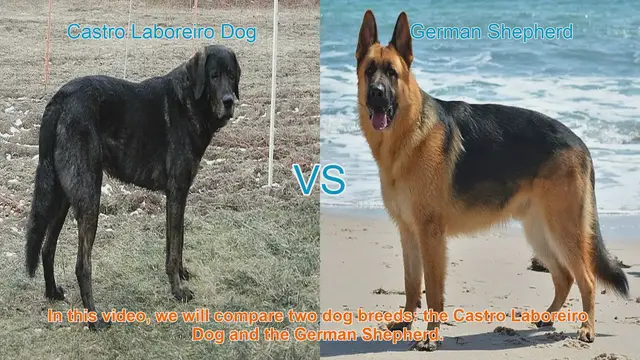 Video thumbnail for Castro Laboreiro Dog vs. German Shepherd: A Comprehensive Comparison