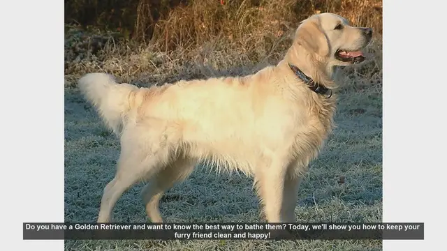 Video thumbnail for How to Bathe Your Golden Retriever: Step-by-Step Guide
