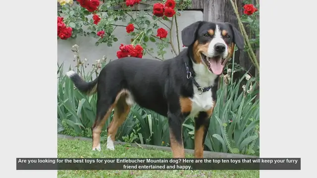Video thumbnail for Top 10 Toys for Your Entlebucher Mountain Dog