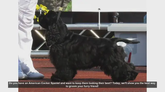Video thumbnail for How to Groom Your American Cocker Spaniel: Step-by-Step Guide