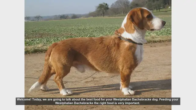 Video thumbnail for Best Food for Your Westphalian Dachsbracke: A Complete Guide