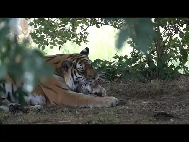 Video thumbnail for Can Tigers Be Successfully Translocated to New Habitats?