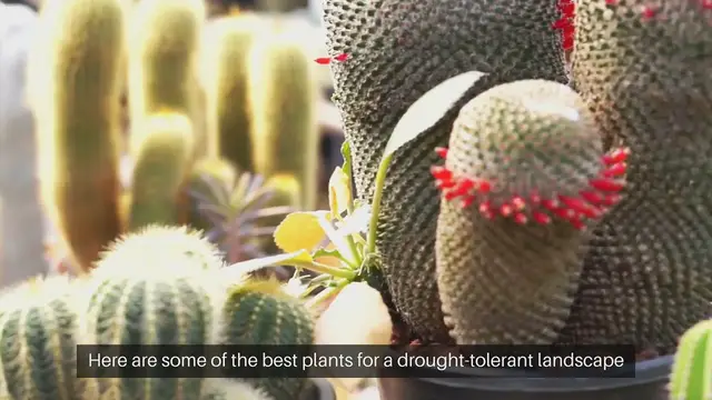 Video thumbnail for Best Plants For A Drought-Tolerant Landscape