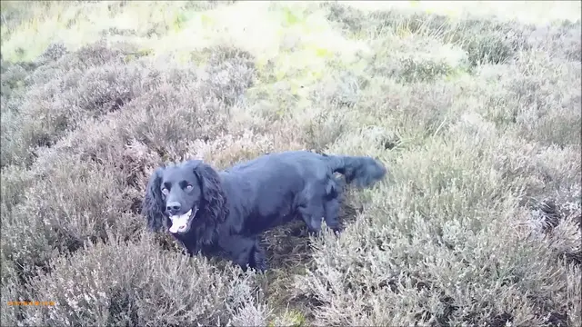 Video thumbnail for Cocker Spaniels Hunting in the Heather