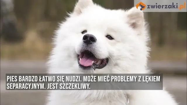 Video thumbnail for Samojed – opis rasy