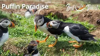 Video thumbnail for Puffins on Lunga Island Scotland