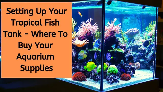 'Video thumbnail for Setting Up Your Tropical Fish Tank | Setting Up A Tropical Freshwater Aquarium'