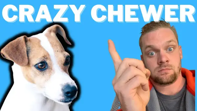 Video thumbnail for If They See It, They Can Chew It: Jack Russell Terriers and Their Chewing Tendencies (#terrierowner)