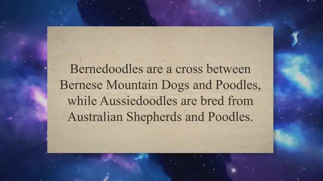 Video thumbnail for Bernedoodle vs Aussiedoodle: Similarities & Differences [2023]
