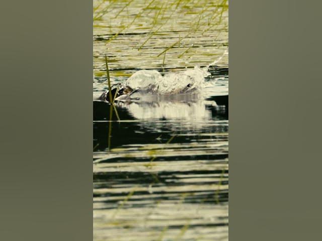 Video thumbnail for Who is ready to go FROGGIN' this summer?🐸