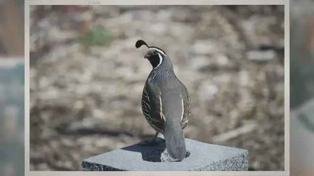 Video thumbnail for How Long Does It Take for Quail Eggs to Hatch?