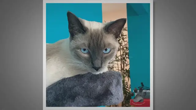 Video thumbnail for Can Siamese Cats Live Outside?
