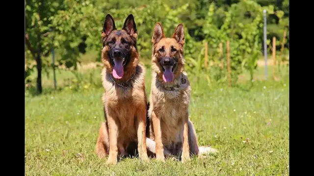Video thumbnail for Owczarek niemiecki – opis rasy. Poznaj bliżej serialowego Szarika