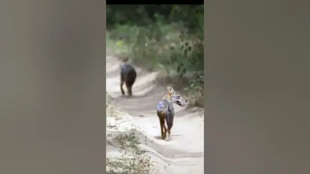 Video thumbnail for Two beautiful Golden jackals  (Canis aureus) running through the road #shorts
