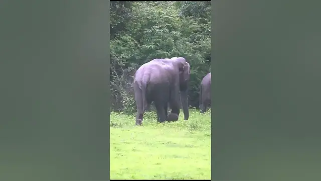 Video thumbnail for Bull elephant in musth wandering for females #shorts