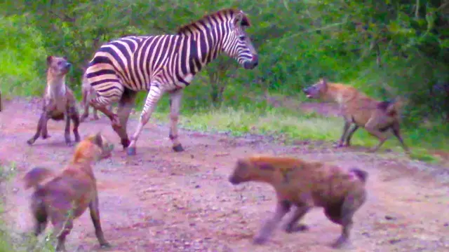 Video thumbnail for HYENAS EAT ZEBRA ALIVE WHILE IT TRIES TO ESCAPE