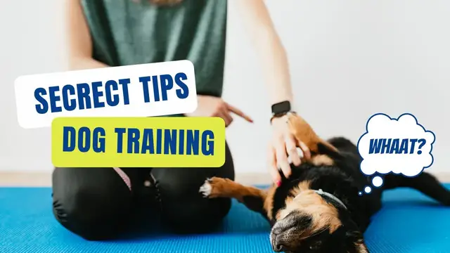 Video thumbnail for An Intro to Dog Training at Home in Under 5 Minutes