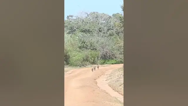 Video thumbnail for Jackals running through the road #shorts