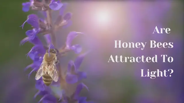 'Video thumbnail for Are  Honey Bees Attracted To Light?'