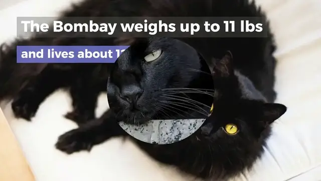'Video thumbnail for THE BOMBAY CAT – PERSONALITY & FACTS YOU NEED TO KNOW'