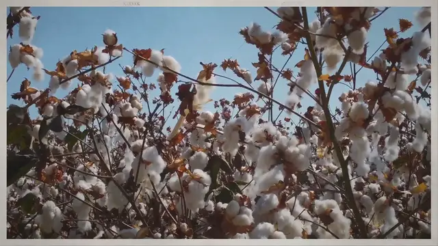 Video thumbnail for Lancashire and the Industrial Revolution